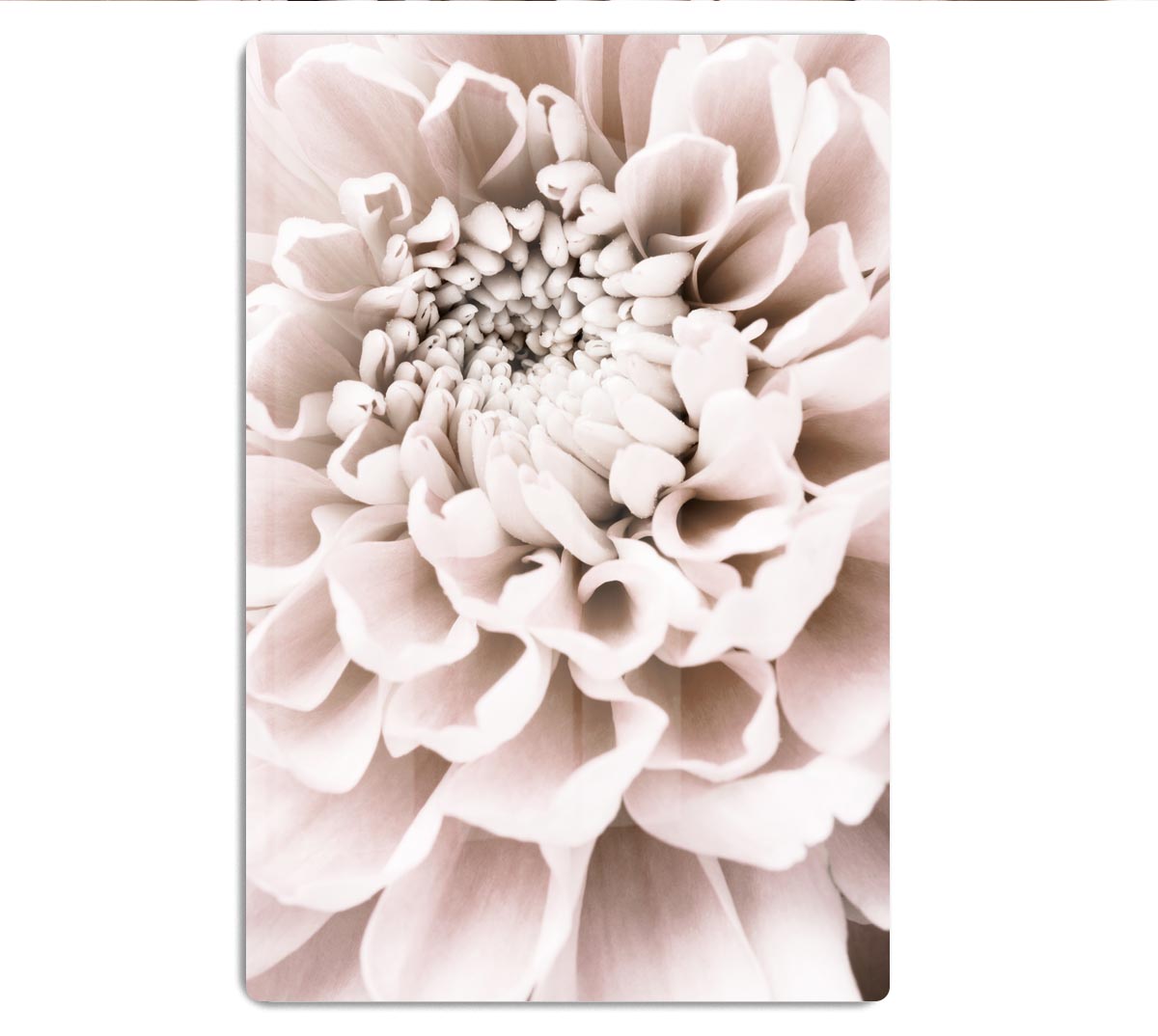Chrysanthemum No 01 HD Metal Print - Canvas Art Rocks - 1