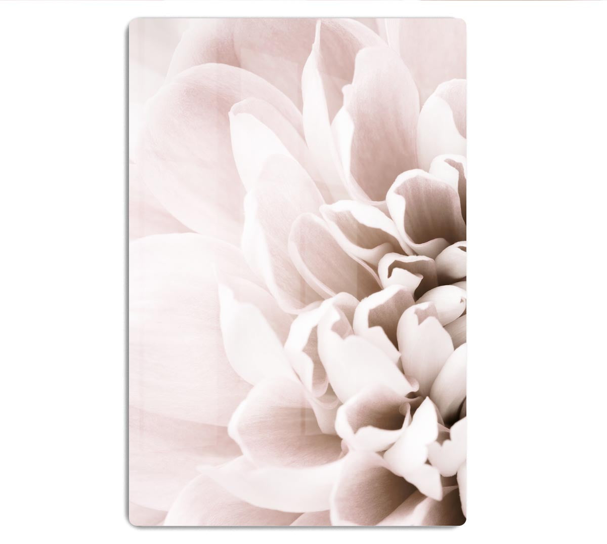 Chrysanthemum No 02 HD Metal Print - Canvas Art Rocks - 1