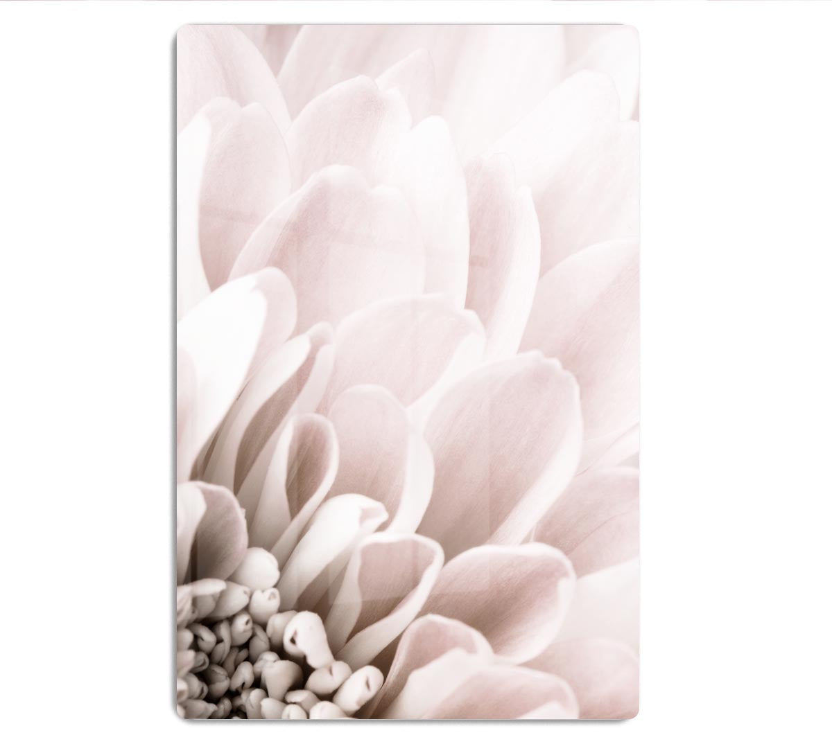 Chrysanthemum No 03 HD Metal Print - Canvas Art Rocks - 1
