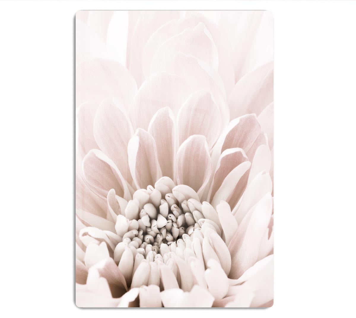Chrysanthemum No 06 HD Metal Print - Canvas Art Rocks - 1