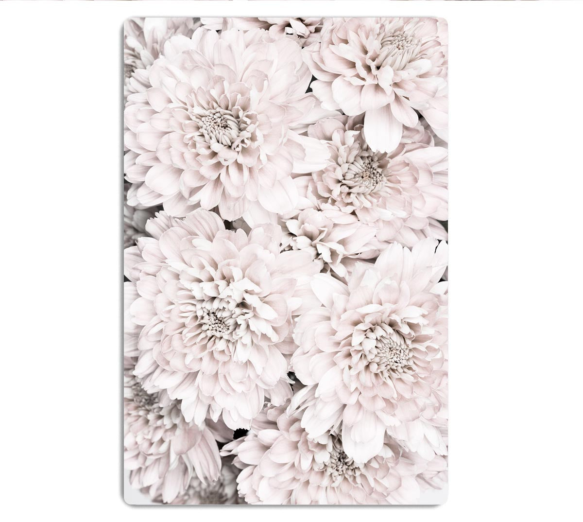 Chrysanthemum No 09 HD Metal Print - Canvas Art Rocks - 1