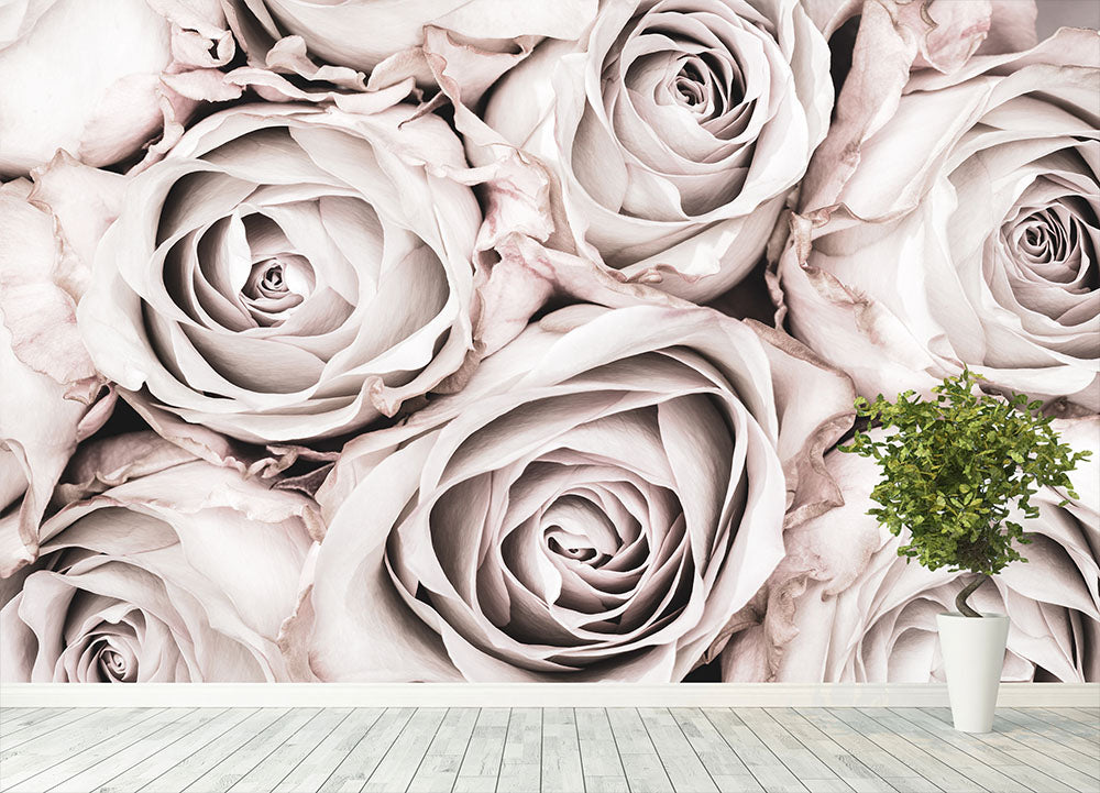 Dreamy Rose Wallpaper Online NZ | The Inside