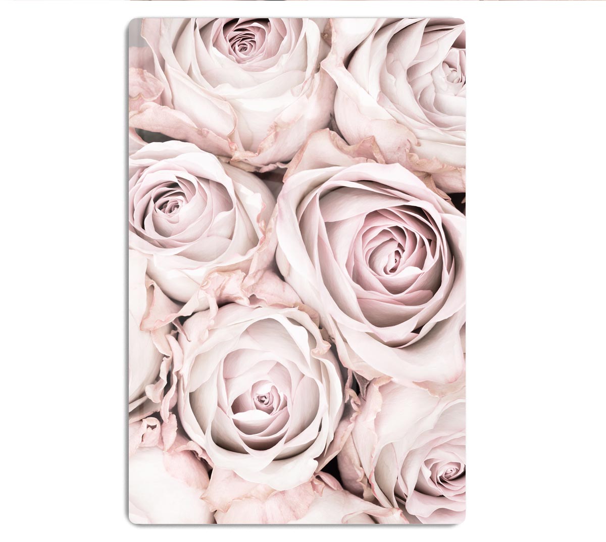Pink Roses No 01 HD Metal Print - Canvas Art Rocks - 1