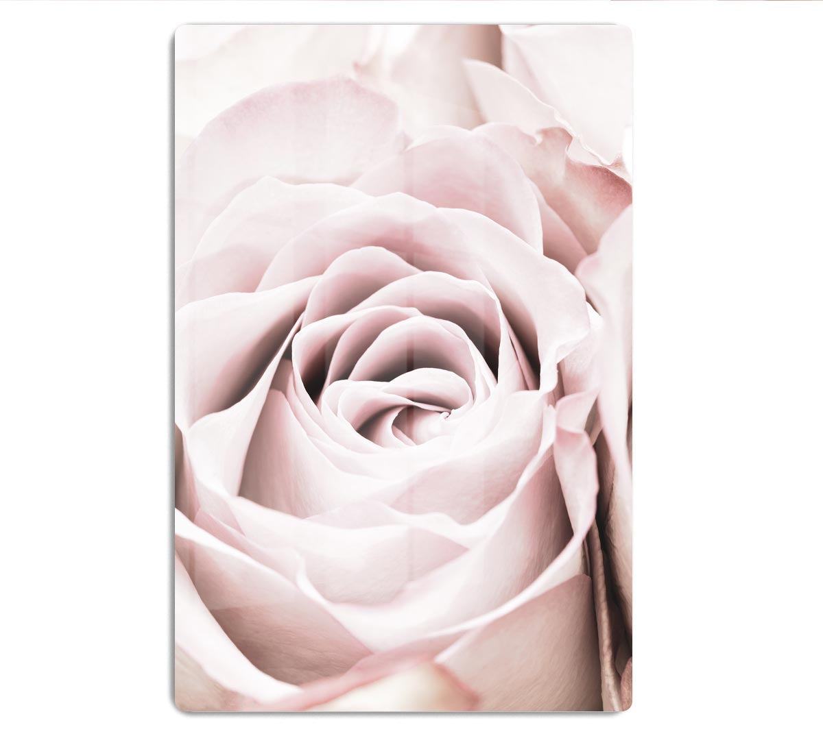 Pink Rose No 06 HD Metal Print - Canvas Art Rocks - 1