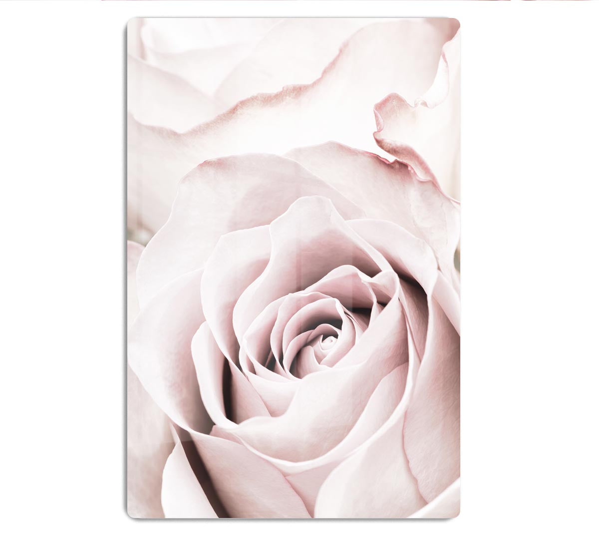 Pink Rose No 05 HD Metal Print - Canvas Art Rocks - 1