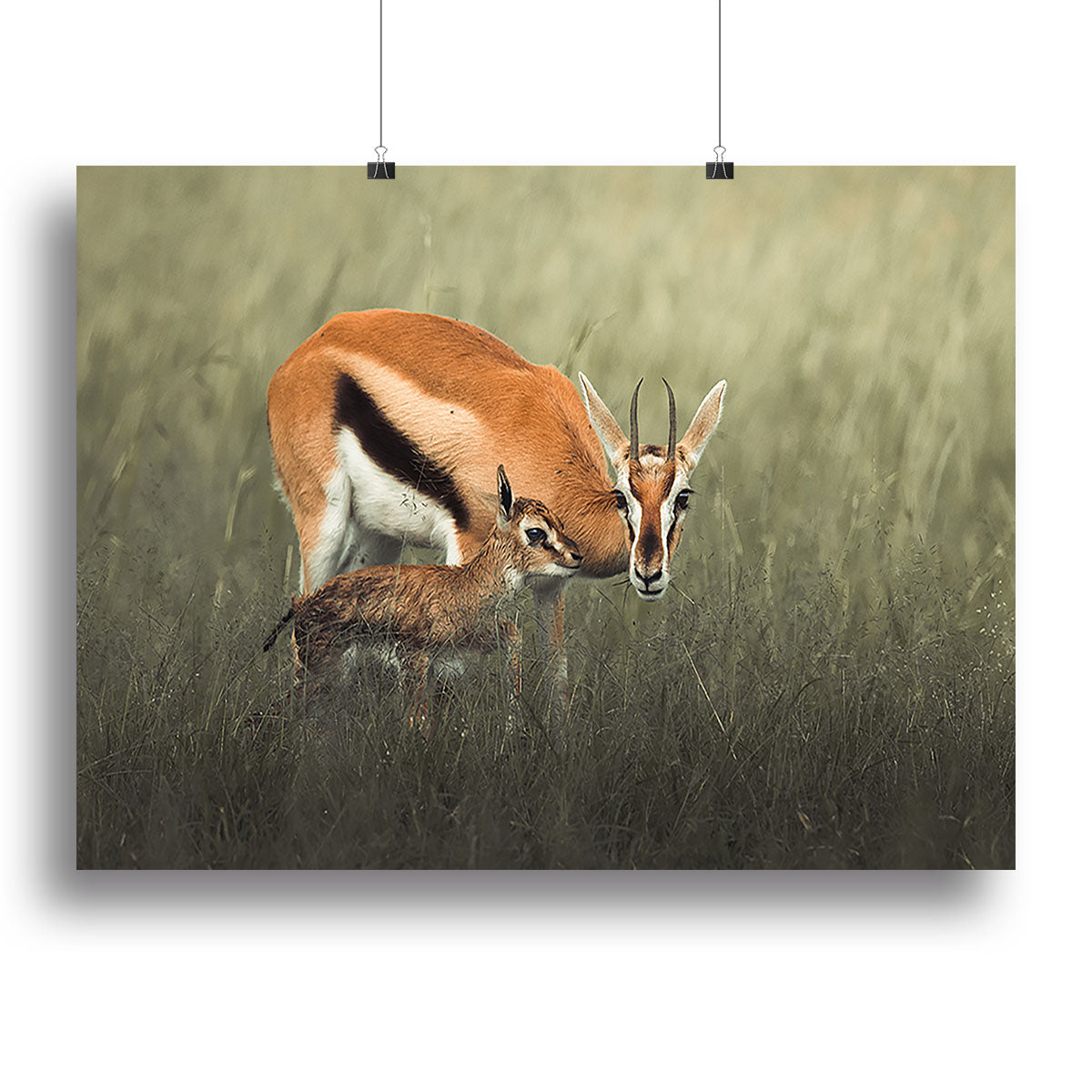 Gazelles Grazing Canvas Print or Poster - Canvas Art Rocks - 2