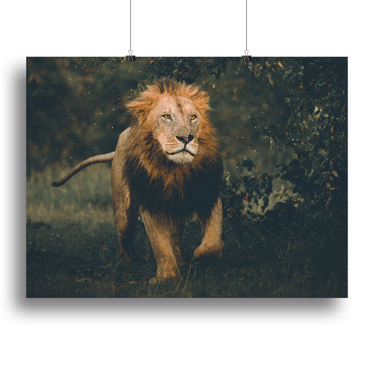 Lion Running In The Woods Canvas Print or Poster - Canvas Art Rocks - 2
