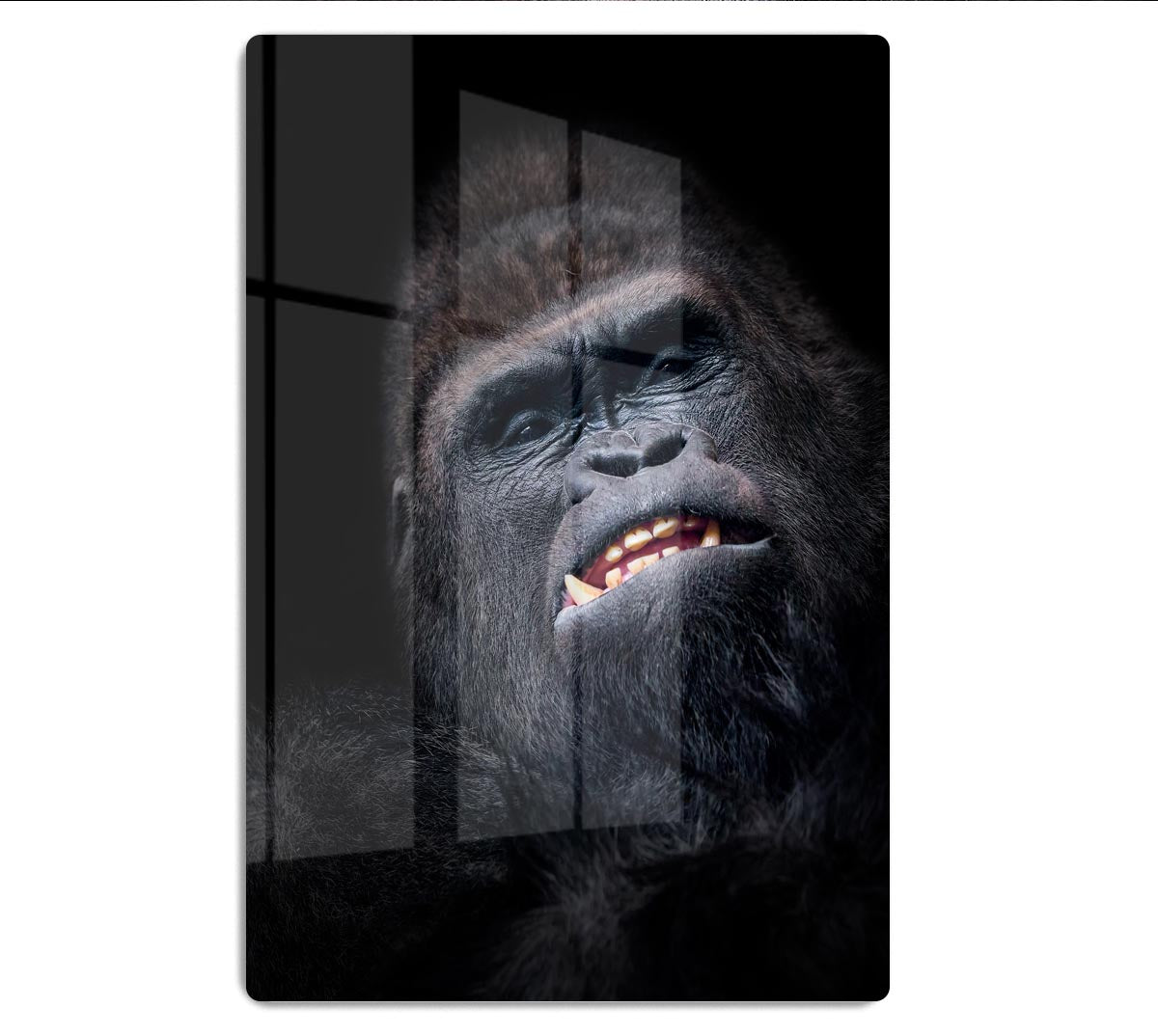 Gorilla face seen from above HD Metal Print - Canvas Art Rocks - 1