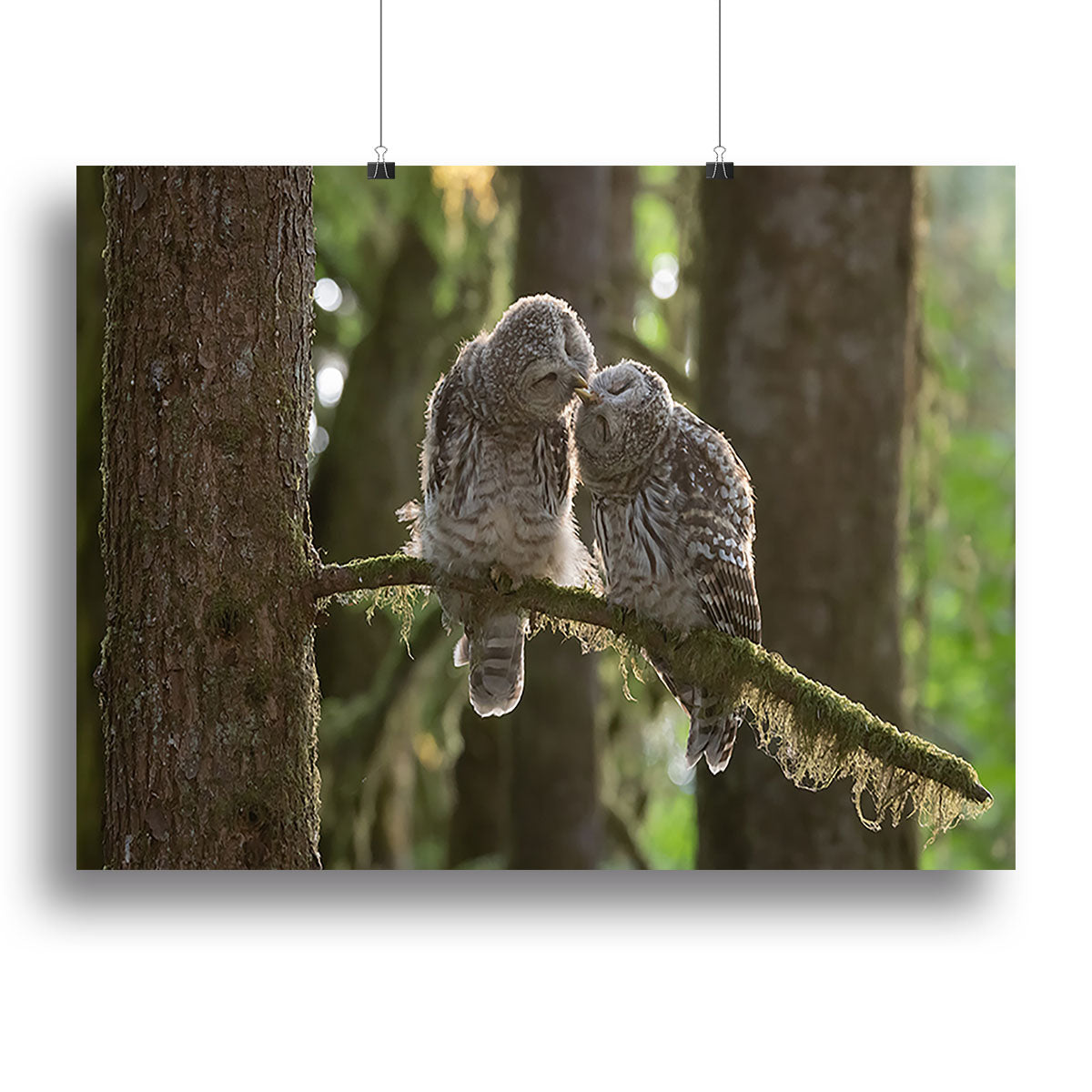 Two Owls Kissing Canvas Print or Poster - Canvas Art Rocks - 2