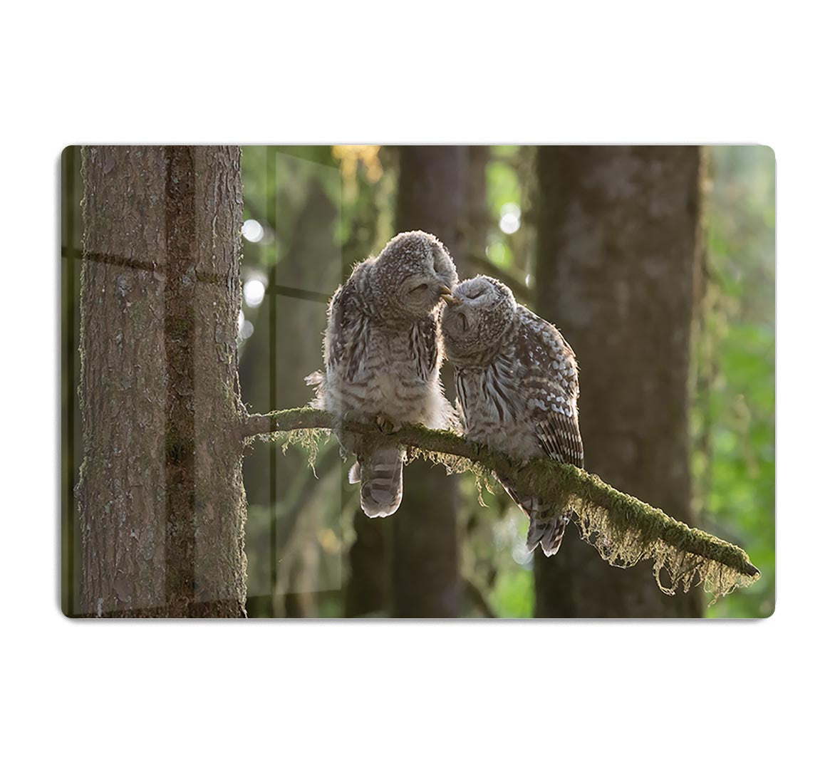 Two Owls Kissing HD Metal Print - Canvas Art Rocks - 1