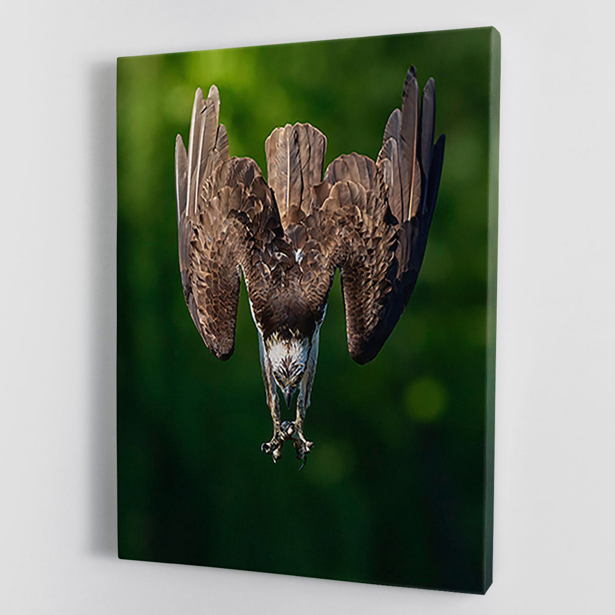 An Eagle Preparing To Attack Canvas Print or Poster - Canvas Art Rocks - 1