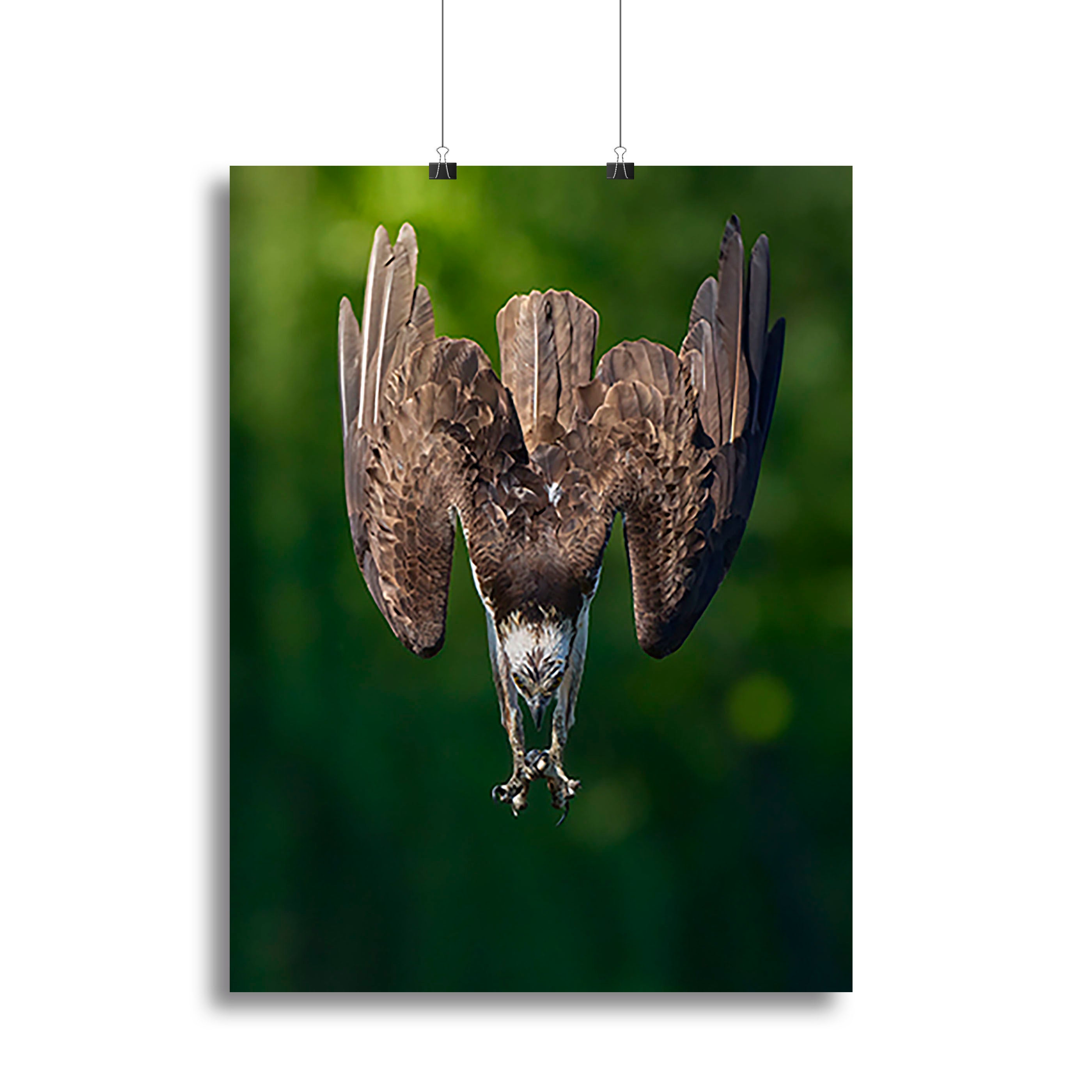 An Eagle Preparing To Attack Canvas Print or Poster - Canvas Art Rocks - 2