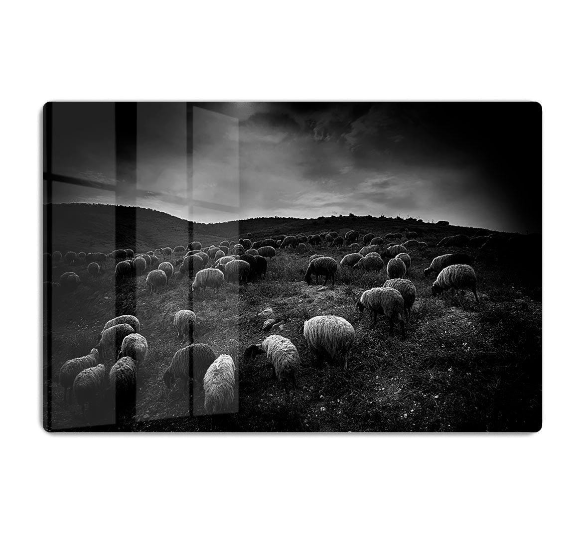The sheep in the valley HD Metal Print - Canvas Art Rocks - 1