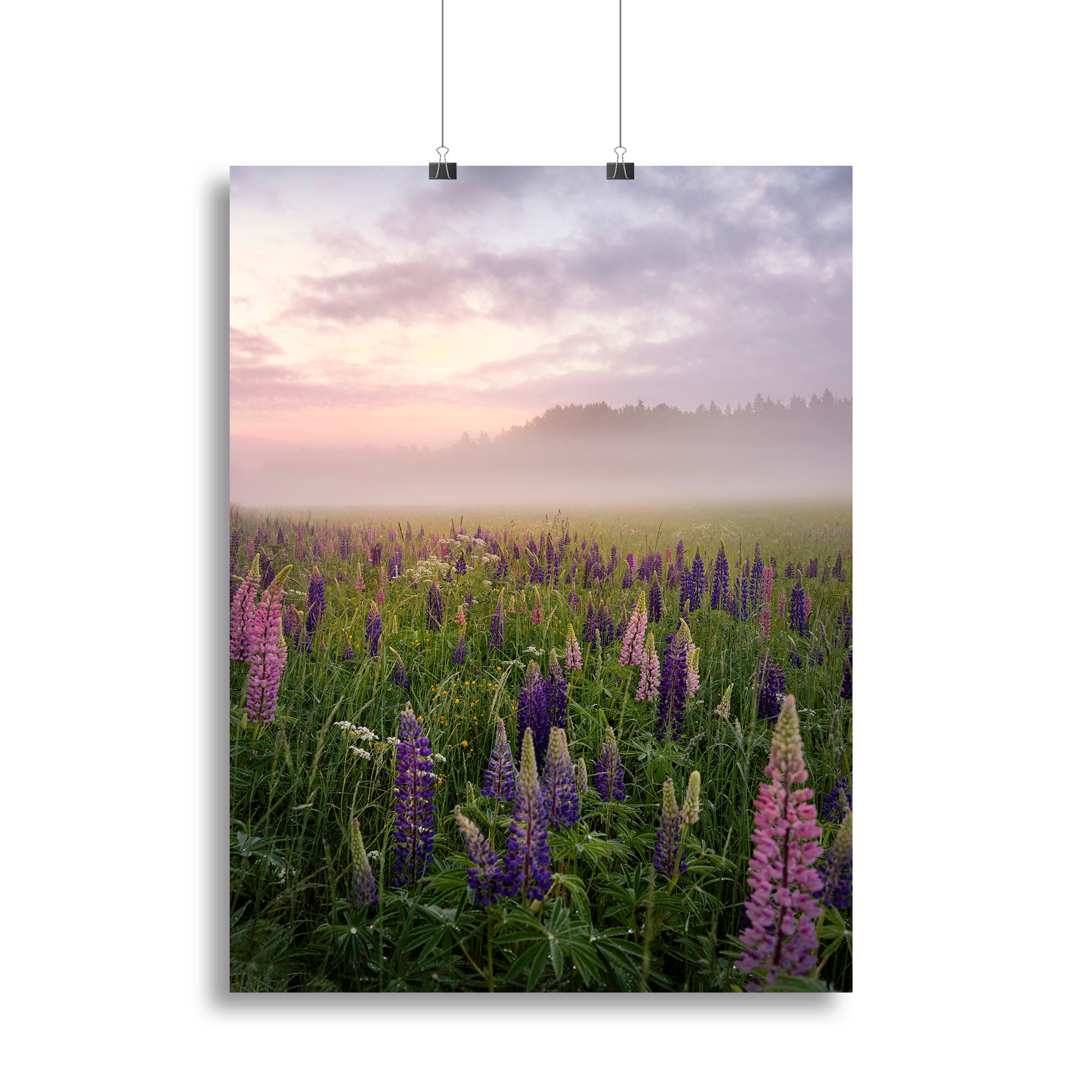 Lupines On A Foggy Day Canvas Print or Poster - Canvas Art Rocks - 2
