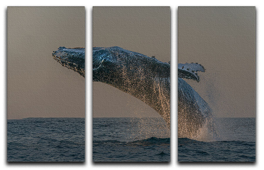 Whale Fliiping Out The Ocean 3 Split Panel Canvas Print - Canvas Art Rocks - 1