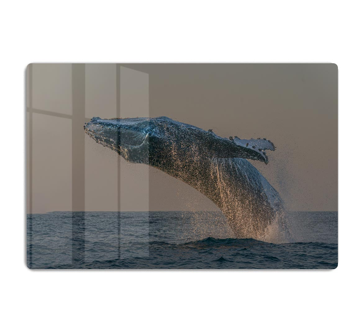 Whale Fliiping Out The Ocean HD Metal Print - Canvas Art Rocks - 1