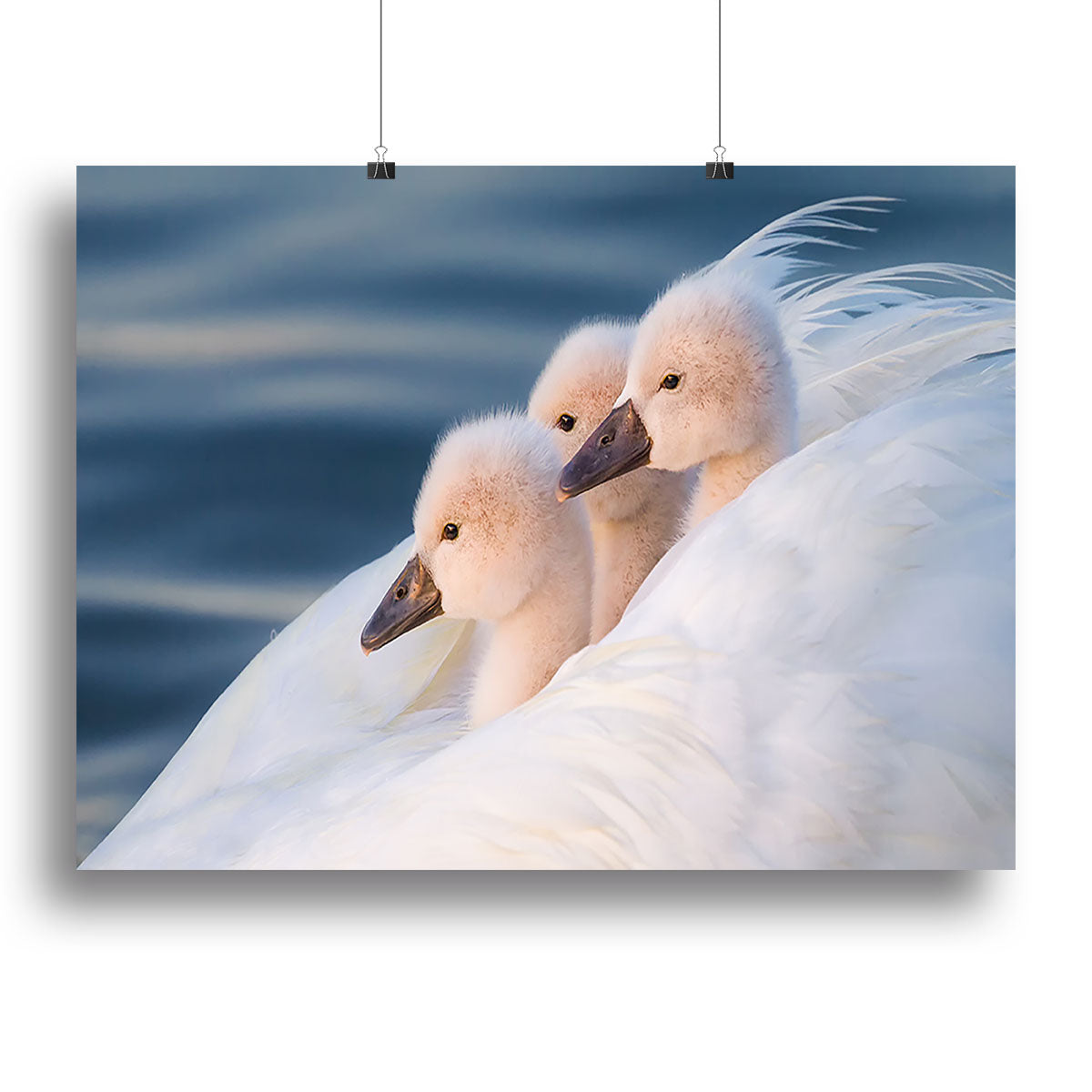 Three White Swans Canvas Print or Poster - Canvas Art Rocks - 2