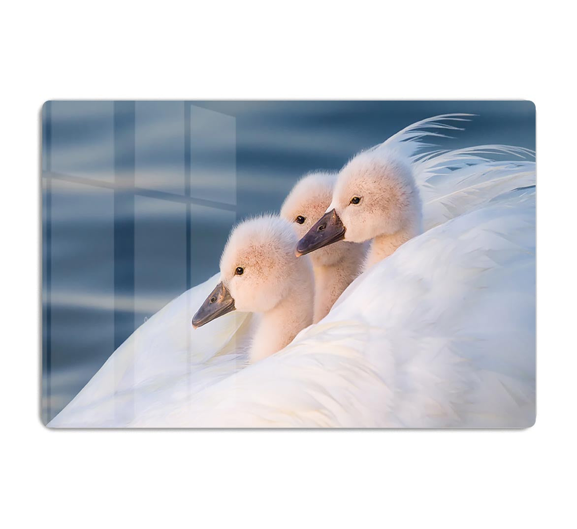 Three White Swans HD Metal Print - Canvas Art Rocks - 1