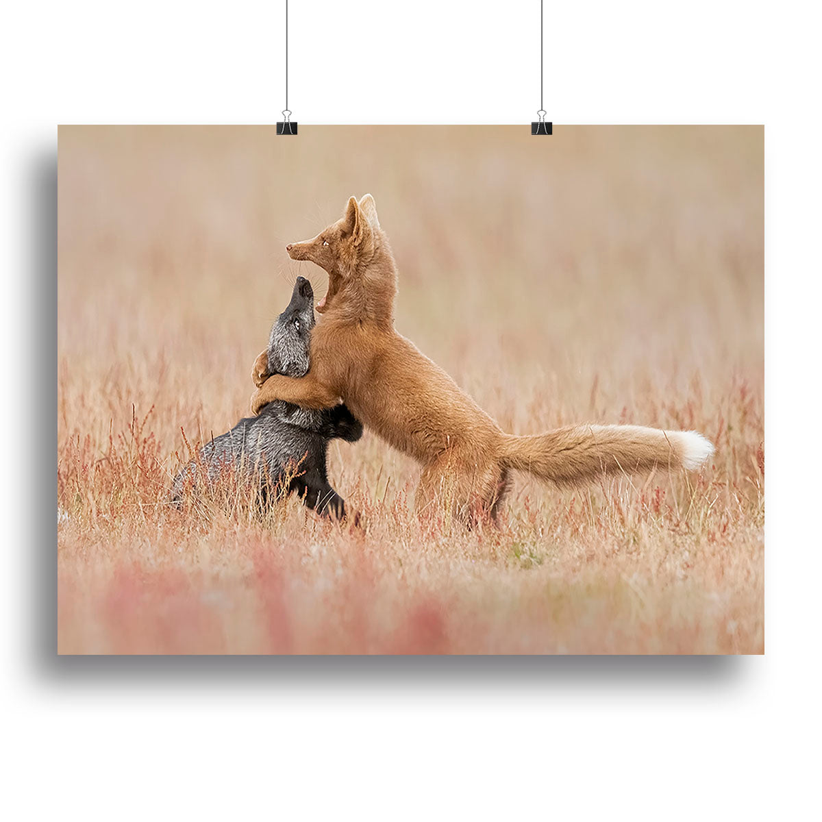 Two Foxes Playing In The Grass Canvas Print or Poster - Canvas Art Rocks - 2