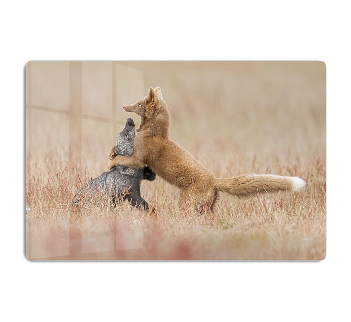 Two Foxes Playing In The Grass HD Metal Print - Canvas Art Rocks - 1