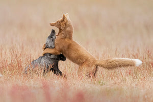 Two Foxes Playing In The Grass Wall Mural Wallpaper - Canvas Art Rocks - 1