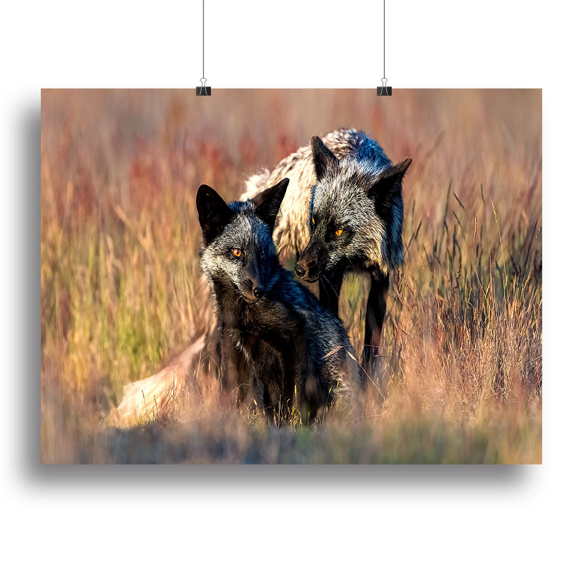 Two Black Foxes Canvas Print or Poster - Canvas Art Rocks - 2