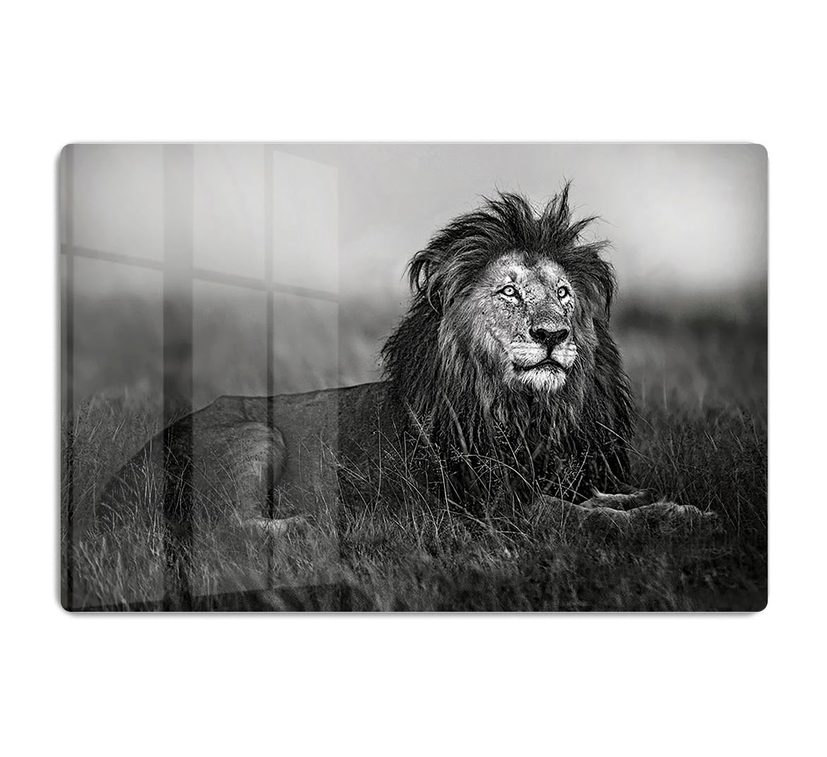 Greyscale Lion HD Metal Print - Canvas Art Rocks - 1