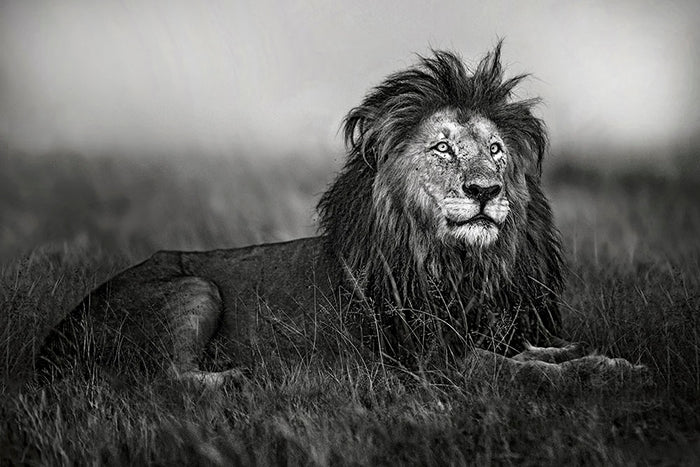 Greyscale Lion Wall Mural Wallpaper