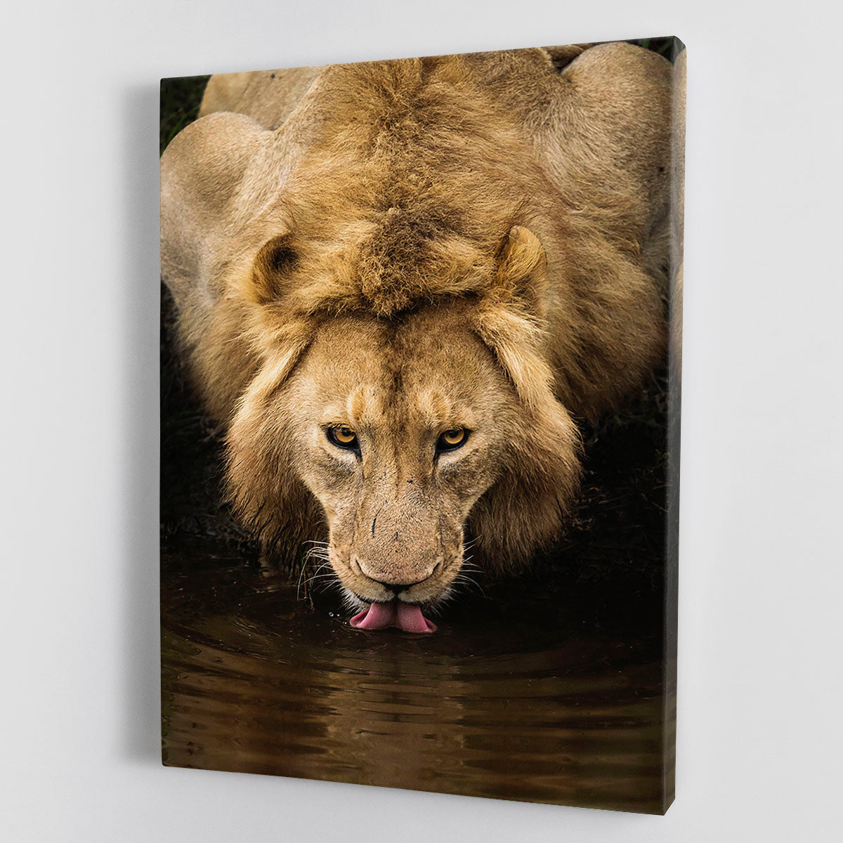 A Thirsty Lion Canvas Print or Poster - Canvas Art Rocks - 1