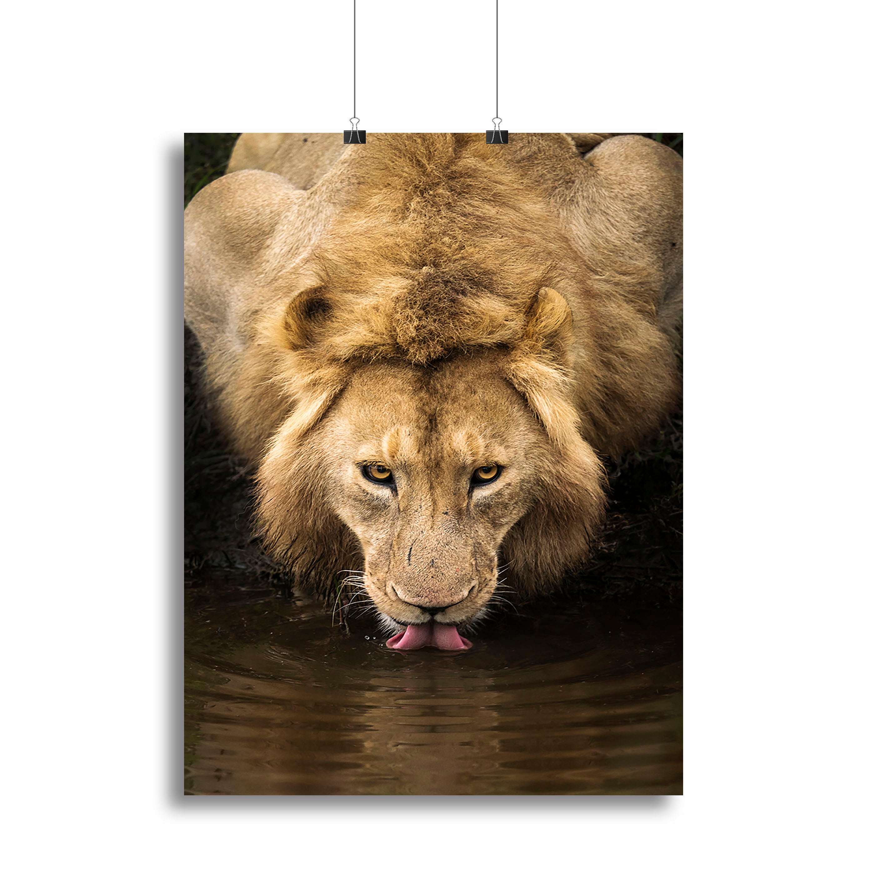 A Thirsty Lion Canvas Print or Poster - Canvas Art Rocks - 2
