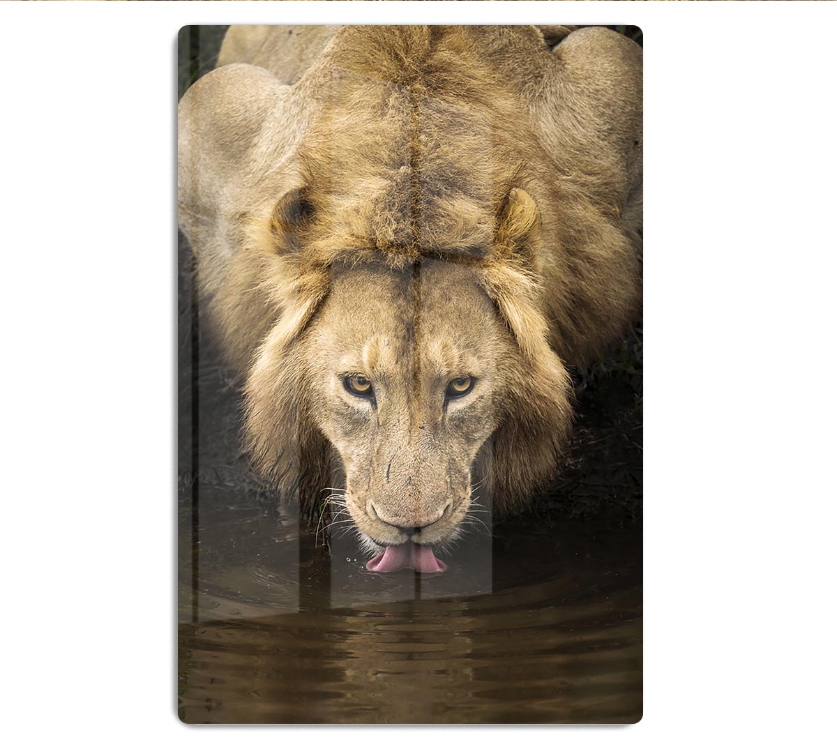 A Thirsty Lion HD Metal Print - Canvas Art Rocks - 1
