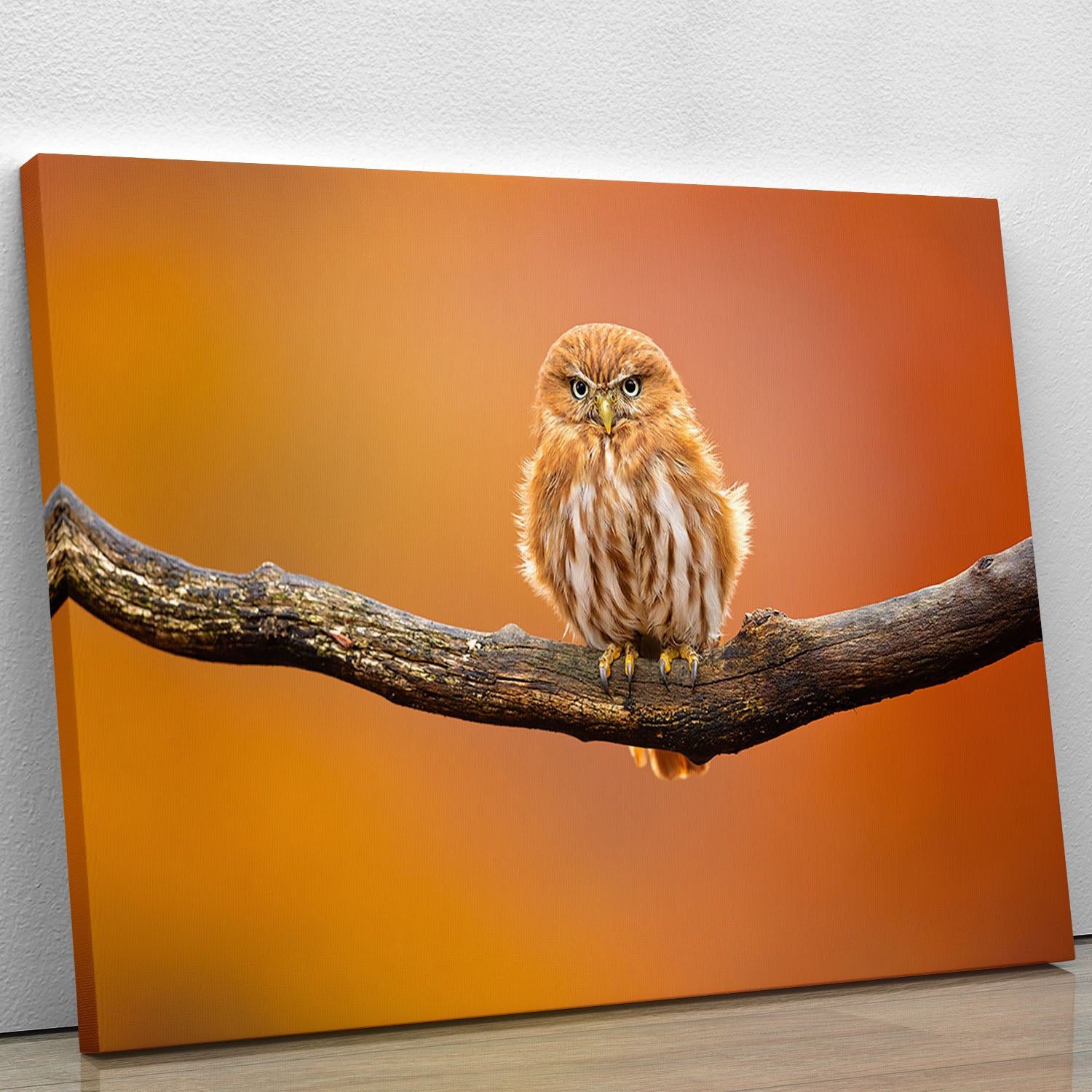 Orange Ferruginous Pygmy Owl Canvas Print or Poster - Canvas Art Rocks - 1