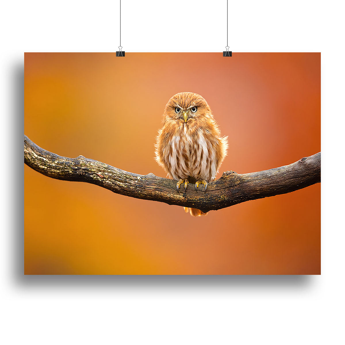 Orange Ferruginous Pygmy Owl Canvas Print or Poster - Canvas Art Rocks - 2