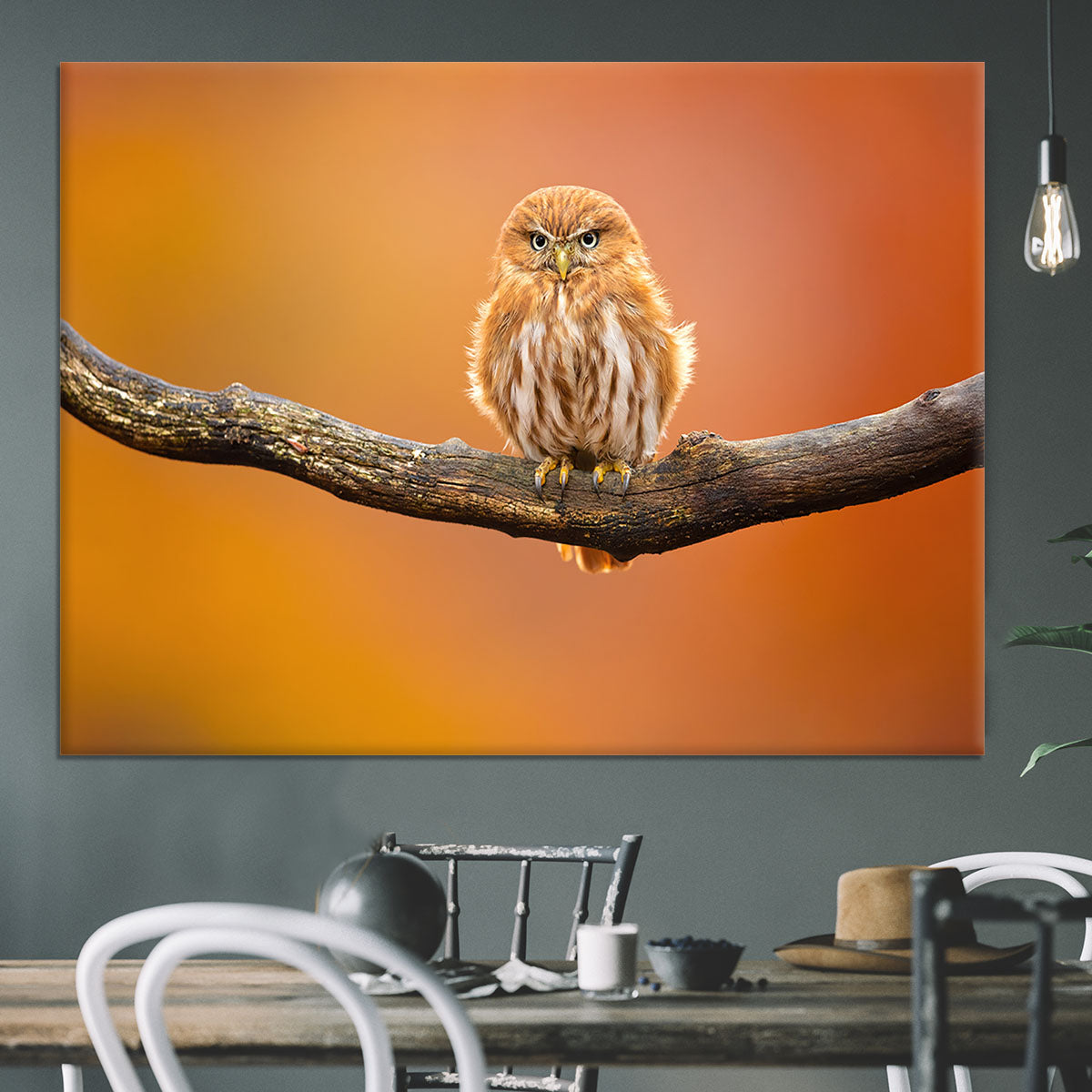 Orange Ferruginous Pygmy Owl Canvas Print or Poster - Canvas Art Rocks - 3