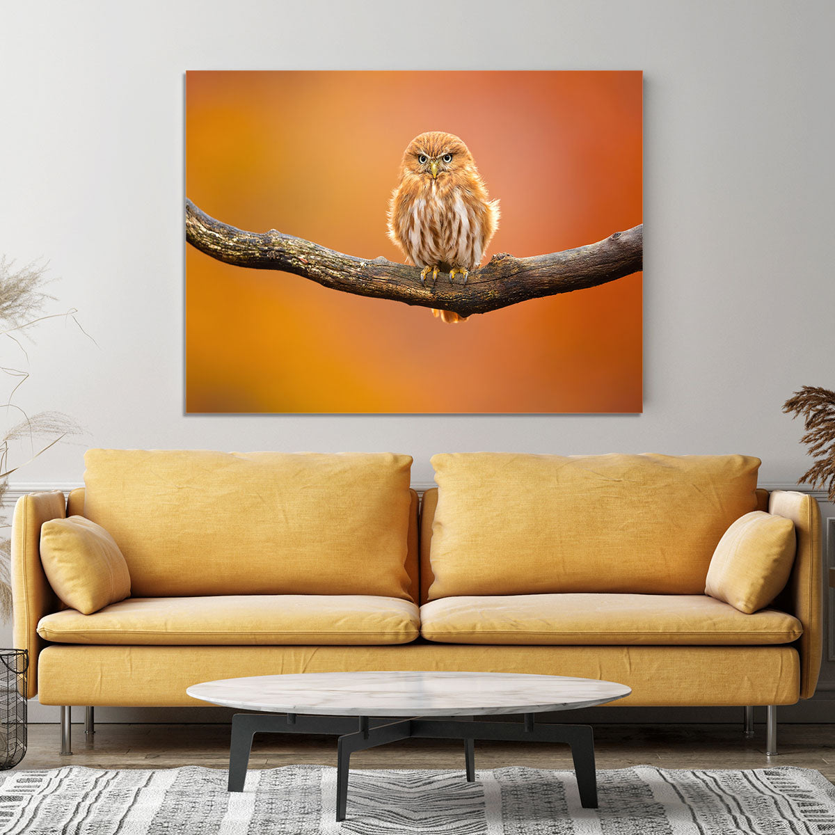 Orange Ferruginous Pygmy Owl Canvas Print or Poster - Canvas Art Rocks - 4