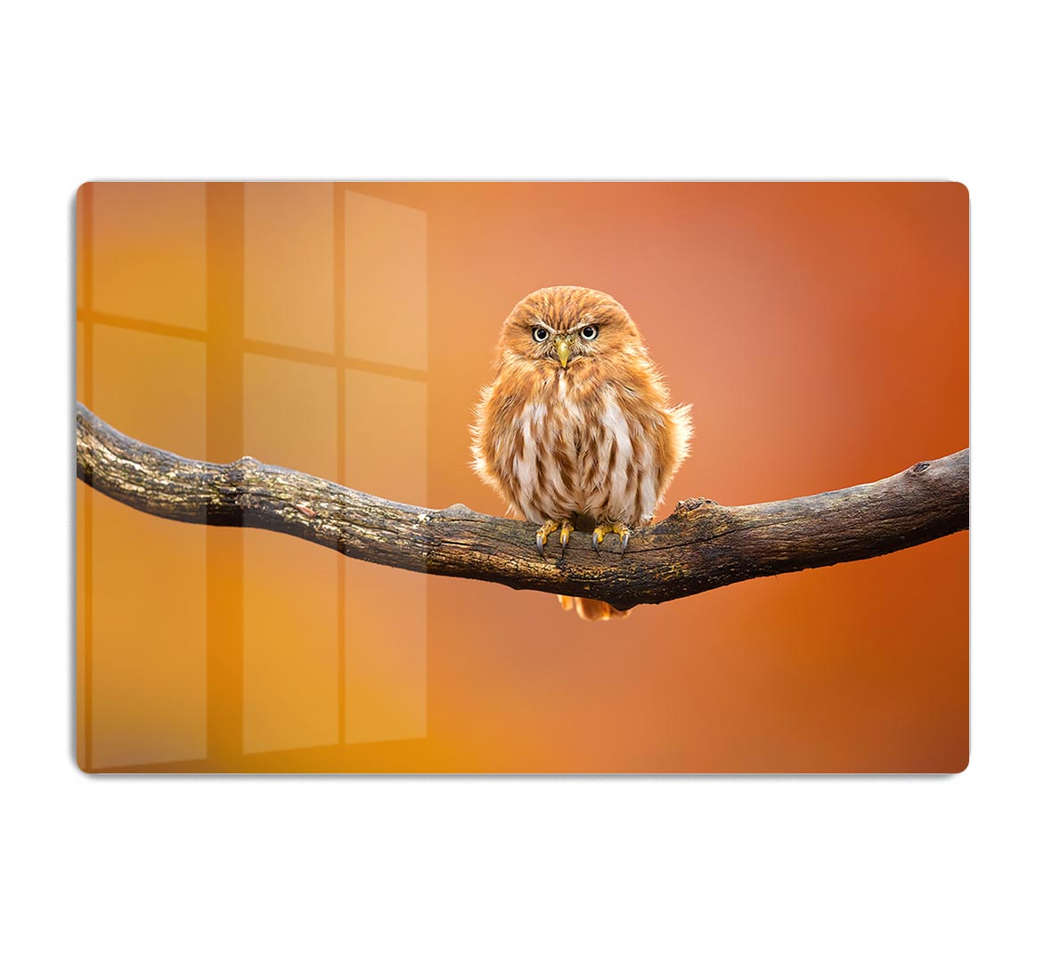 Orange Ferruginous Pygmy Owl HD Metal Print - Canvas Art Rocks - 1