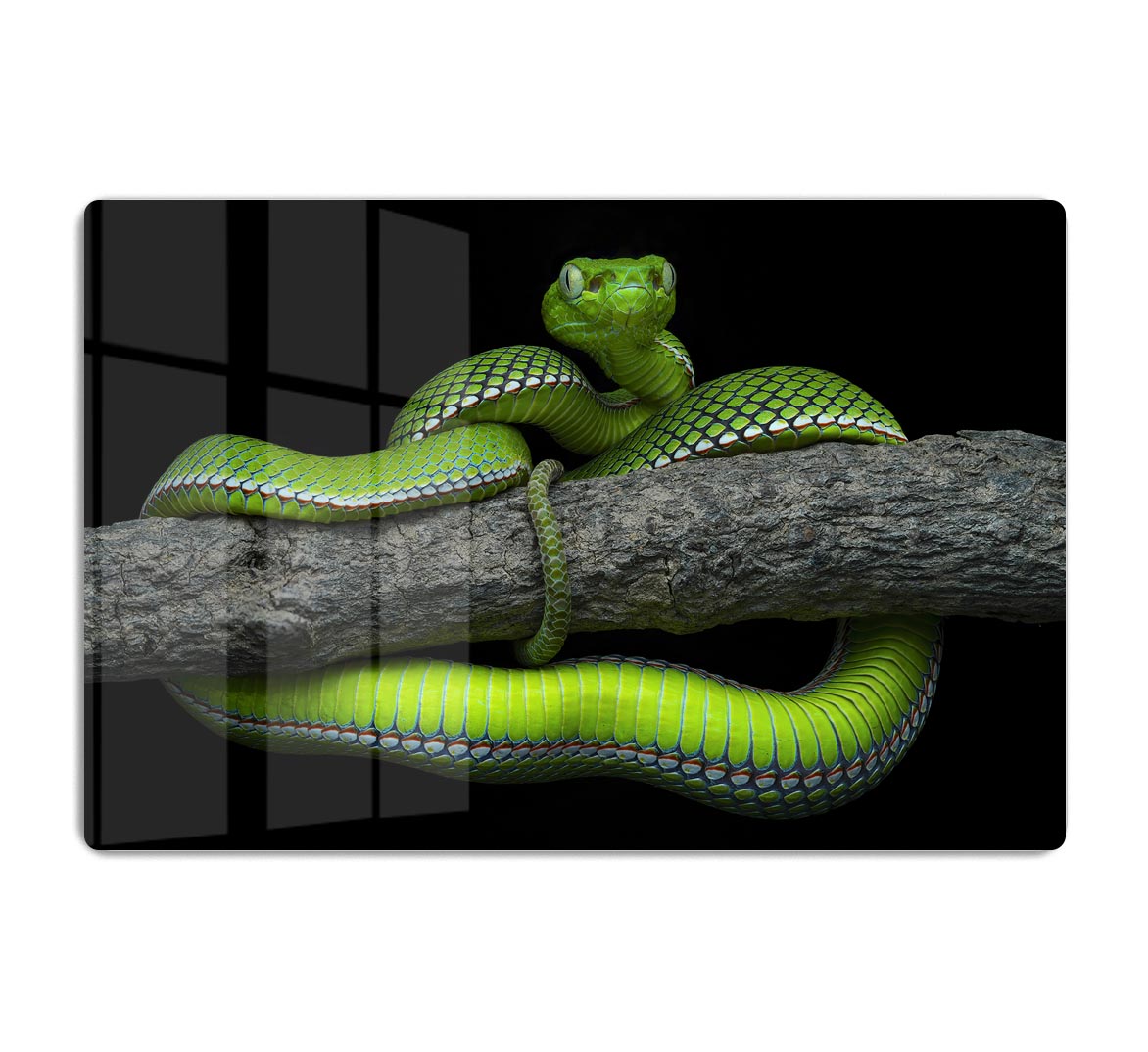 Green Trimeresurus Vogeli Snake HD Metal Print - Canvas Art Rocks - 1
