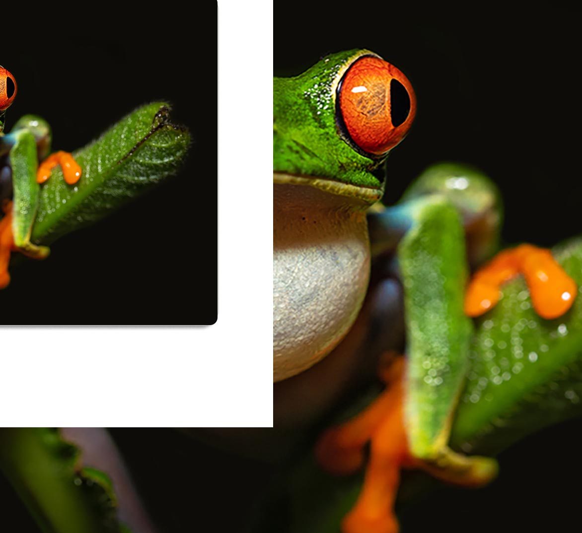 Red-eyed tree frog HD Metal Print - Canvas Art Rocks - 1