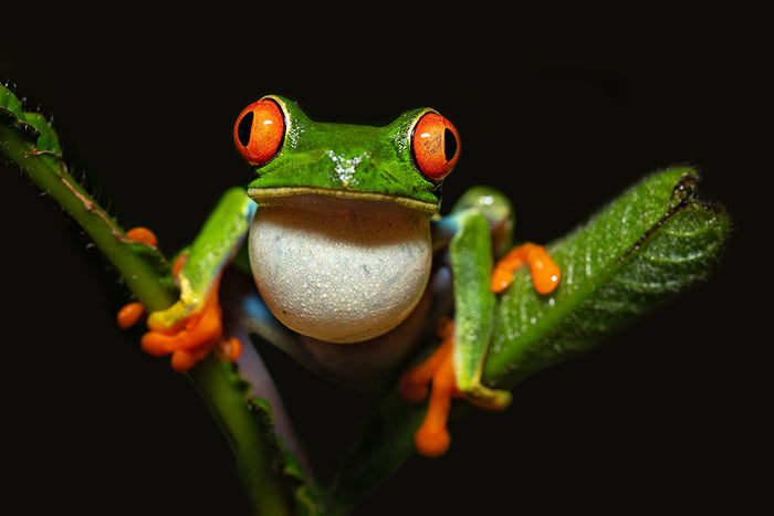 Red-eyed tree frog Wall Mural Wallpaper