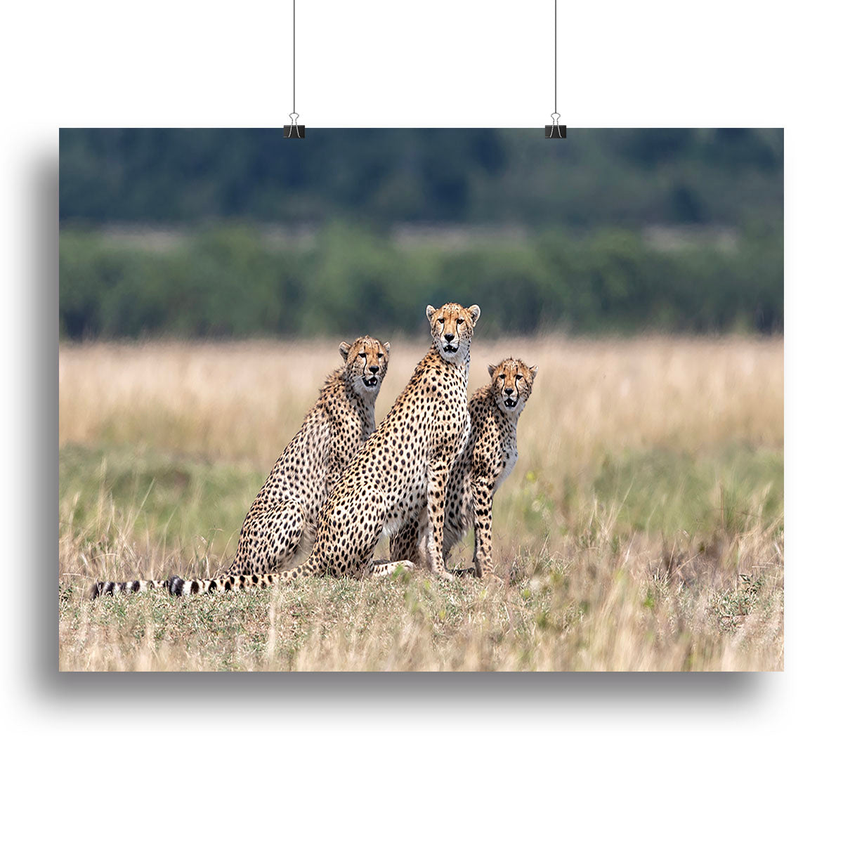 Three Cheetahs Canvas Print or Poster - Canvas Art Rocks - 2