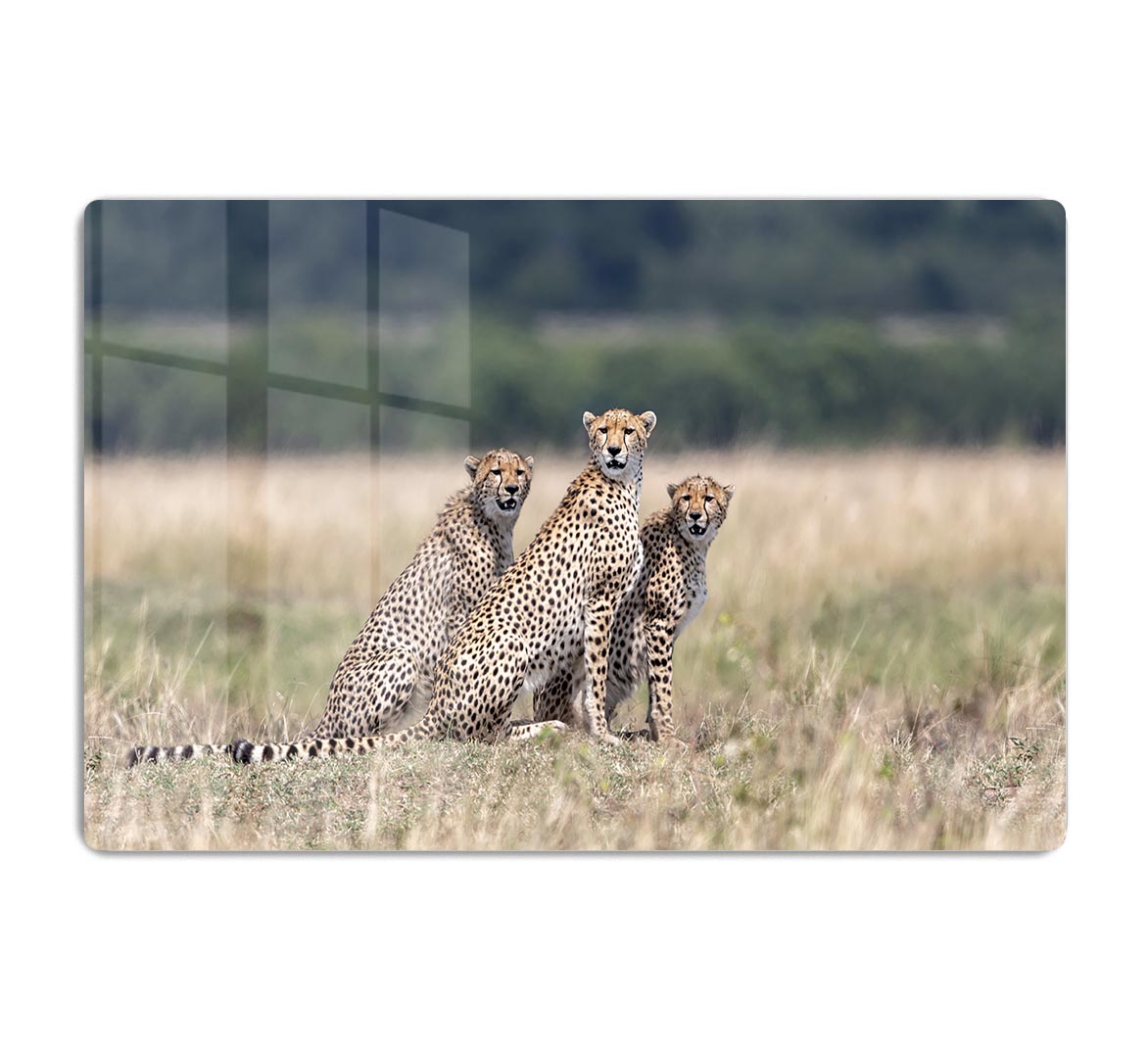 Three Cheetahs HD Metal Print - Canvas Art Rocks - 1