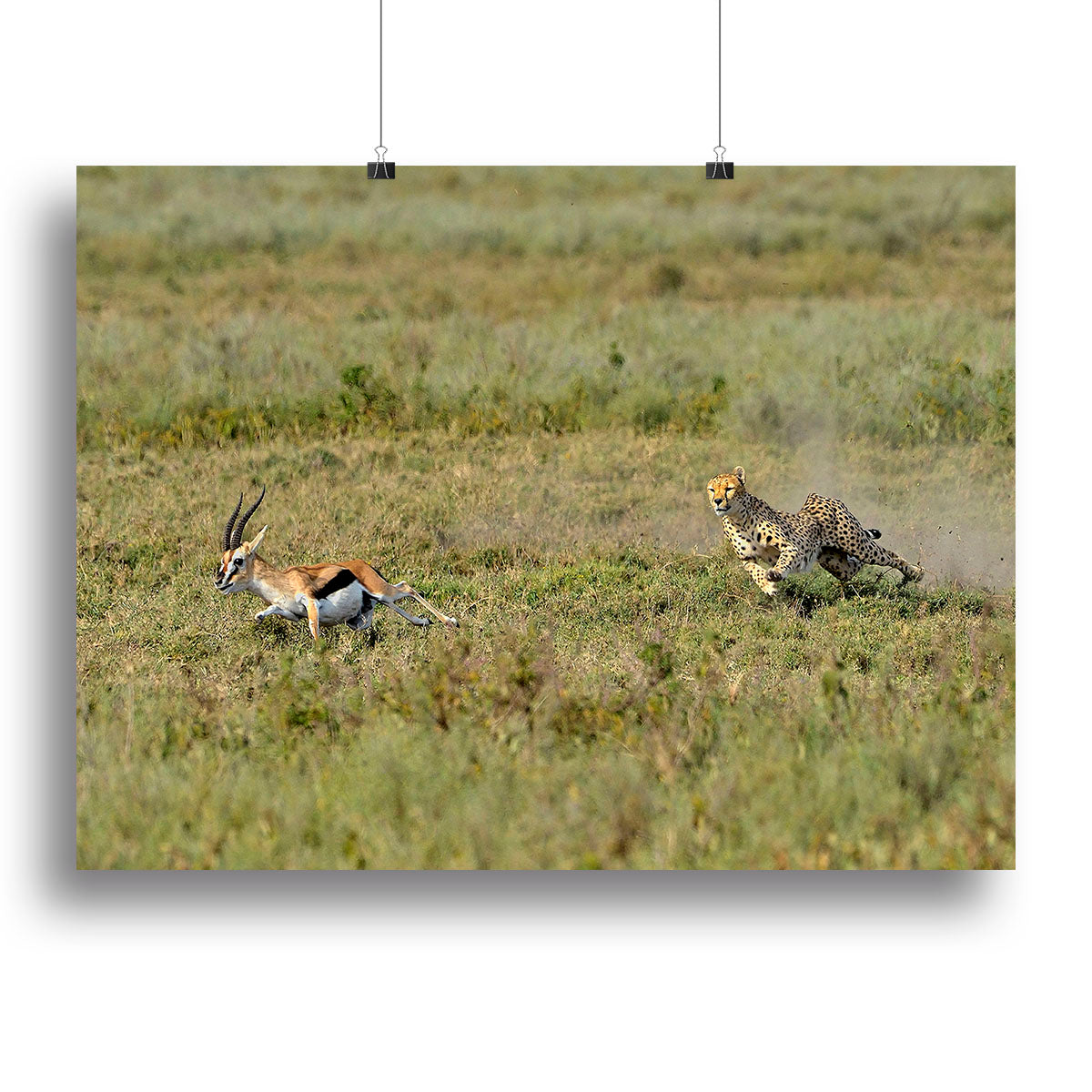 Cheetah Hunting Canvas Print or Poster - Canvas Art Rocks - 2