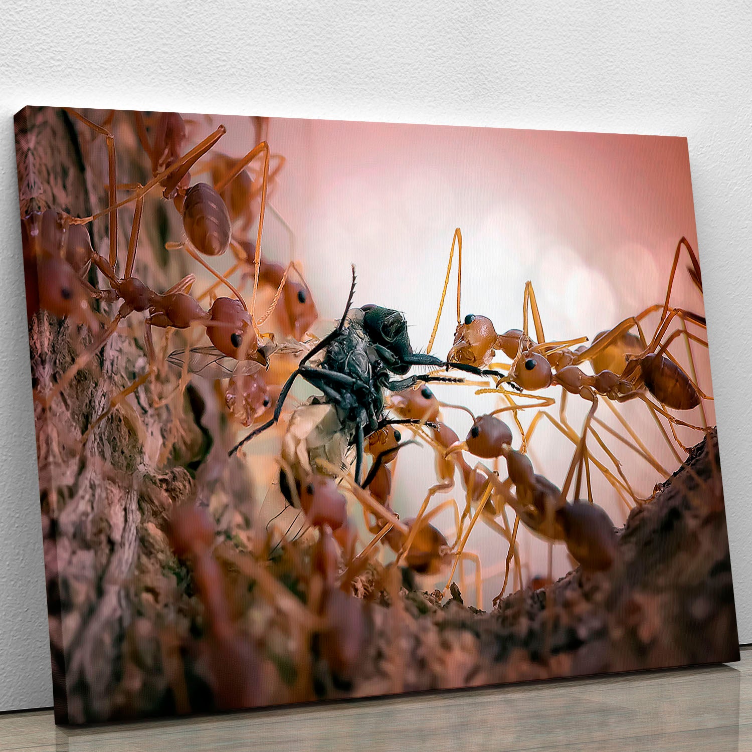 Close p Of Insects Canvas Print or Poster - Canvas Art Rocks - 1
