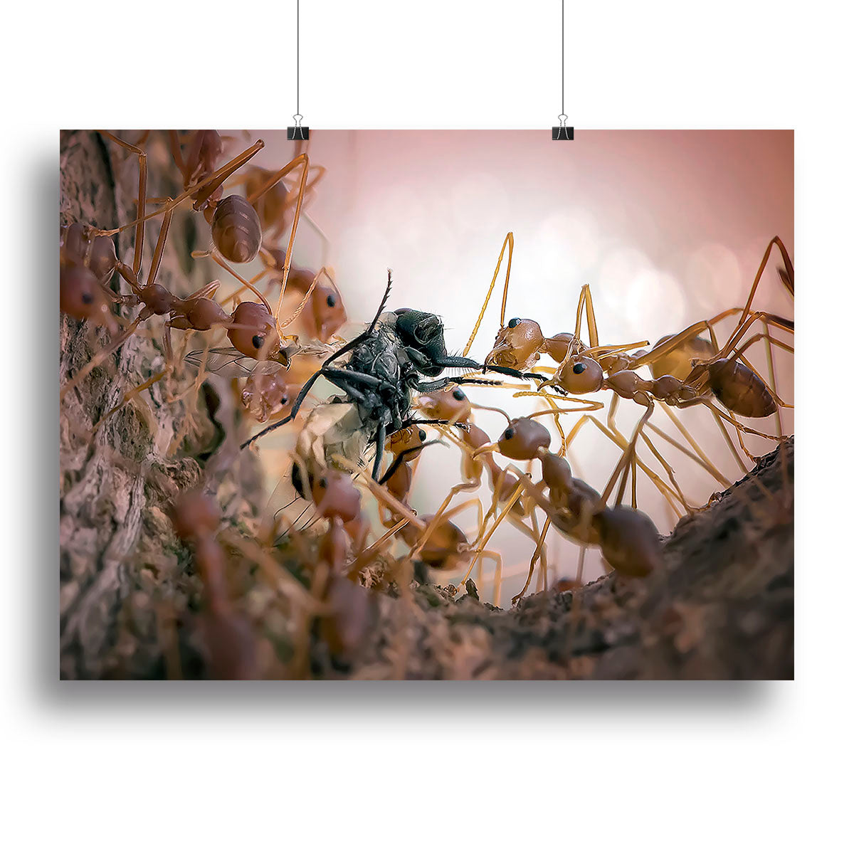 Close p Of Insects Canvas Print or Poster - Canvas Art Rocks - 2