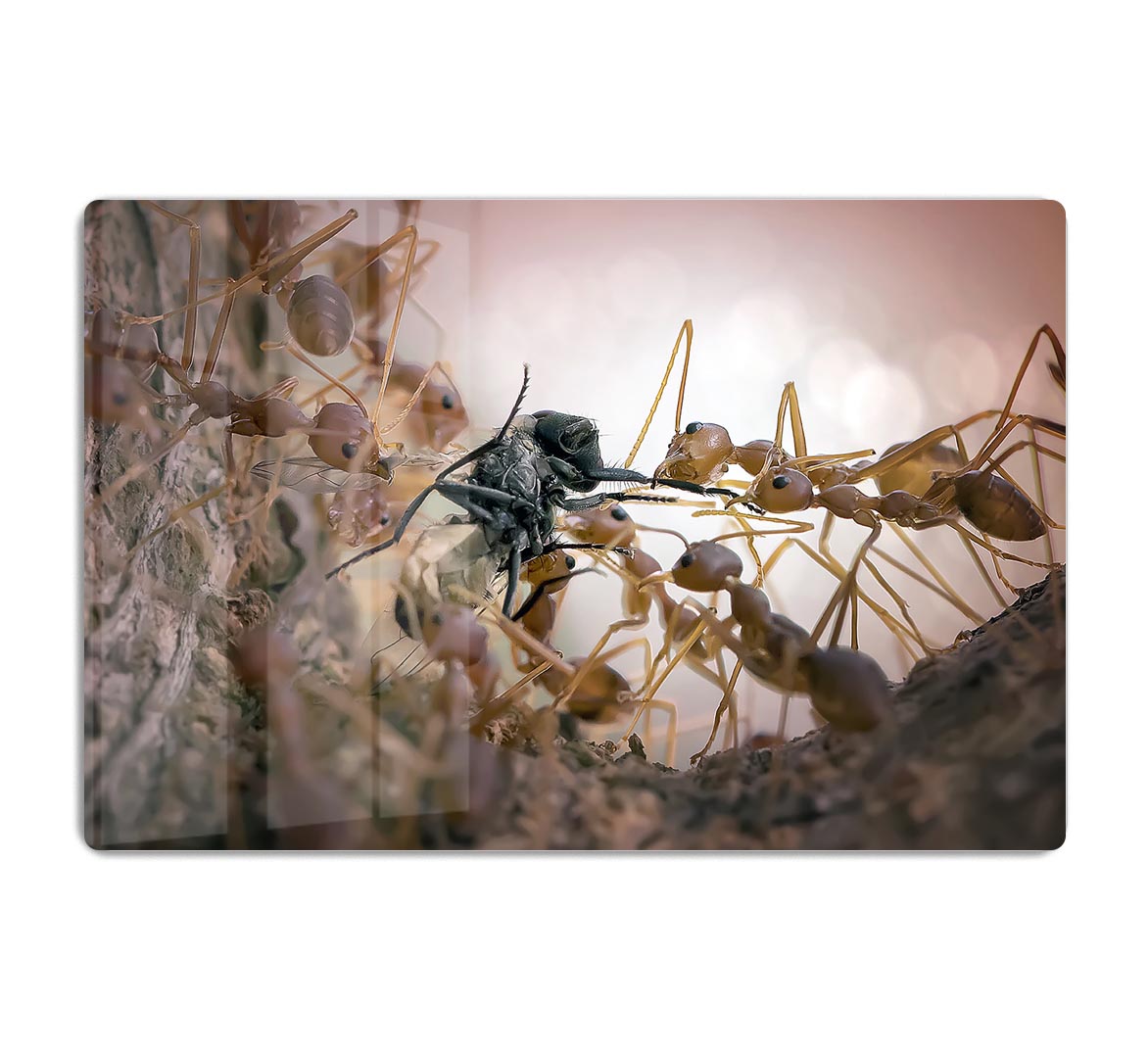 Close p Of Insects HD Metal Print - Canvas Art Rocks - 1