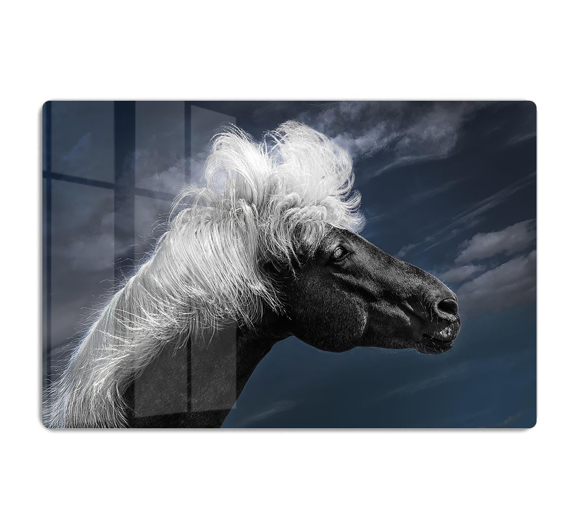 White Mane On A Black Horse HD Metal Print - Canvas Art Rocks - 1