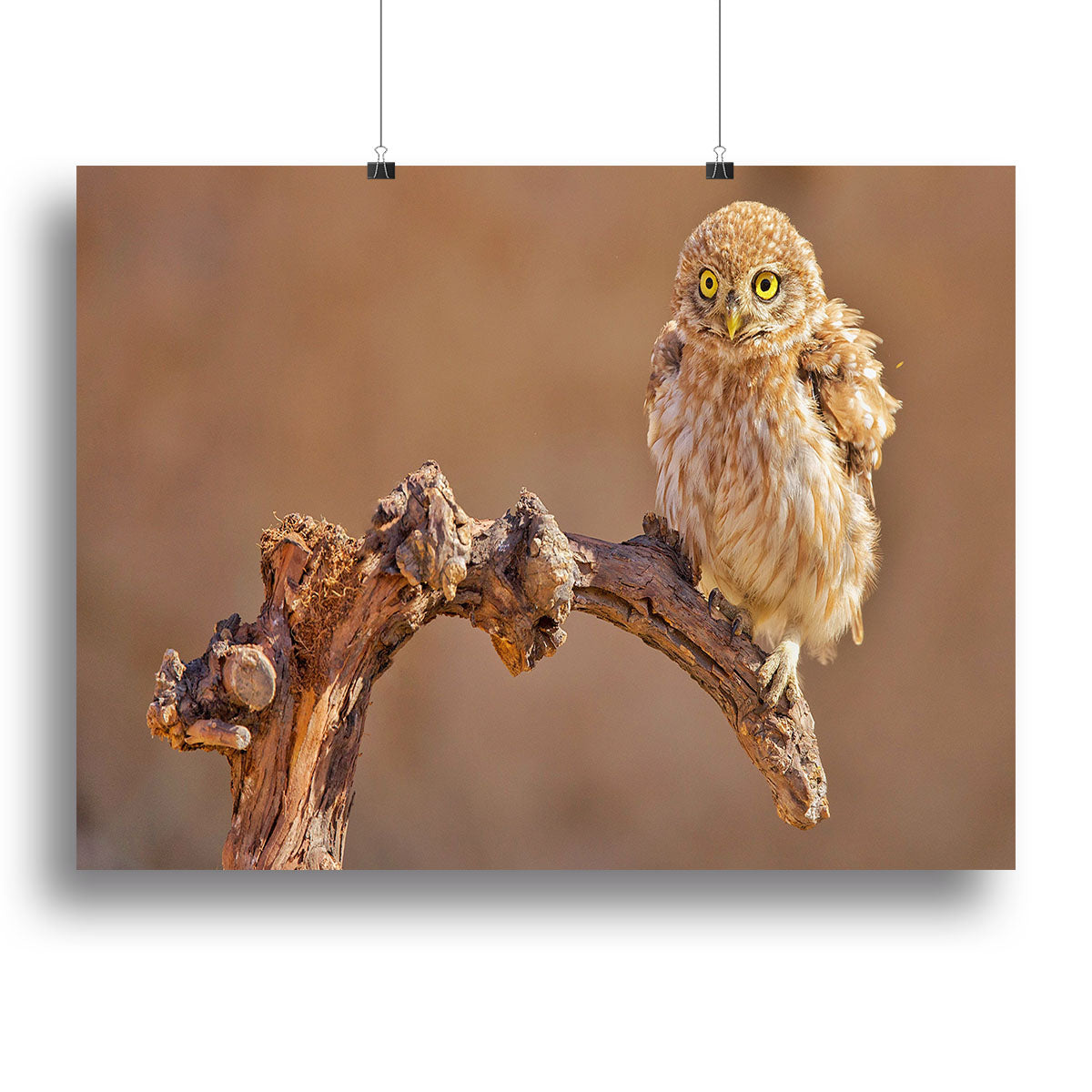 Little Owl On A Branch Canvas Print or Poster - Canvas Art Rocks - 2