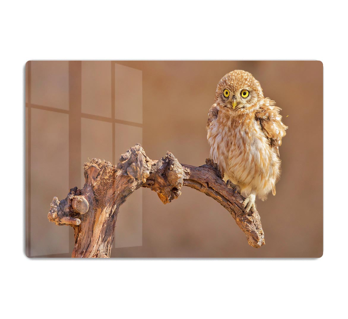 Little Owl On A Branch HD Metal Print - Canvas Art Rocks - 1