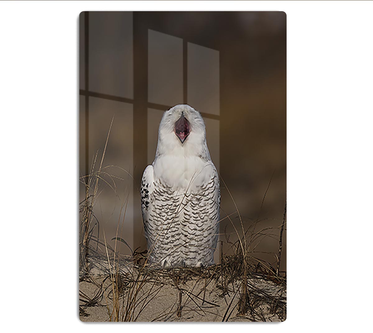 A Snowy Owl Chirping HD Metal Print - Canvas Art Rocks - 1
