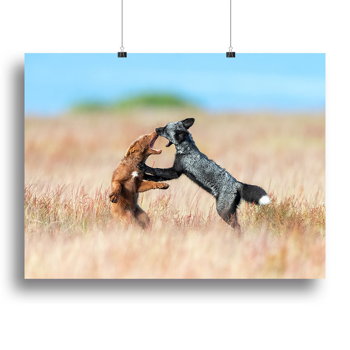 Two Foxes Wrestling Canvas Print or Poster - Canvas Art Rocks - 2
